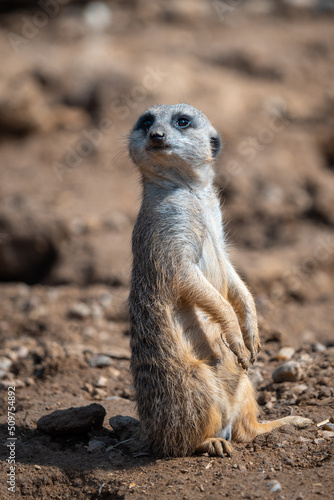 Portrait of a meerkat watching the surroundings. © Lubos Chlubny