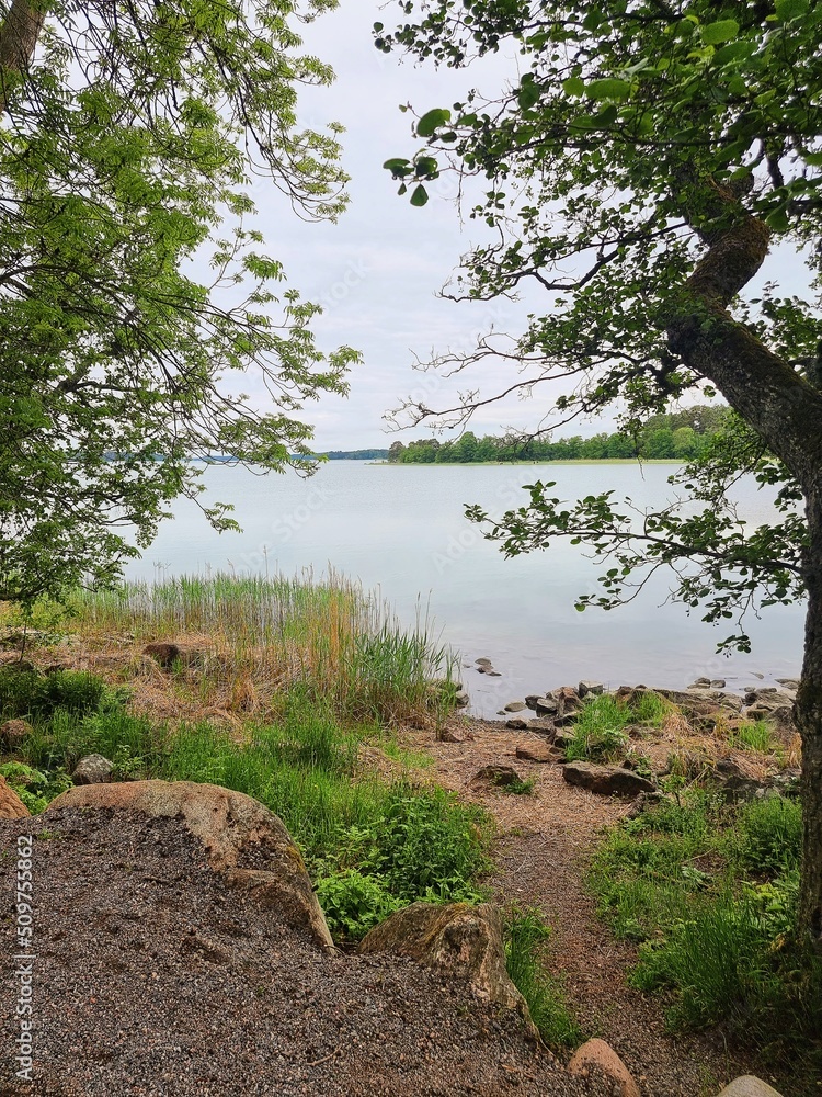 Obraz premium lake in the forest