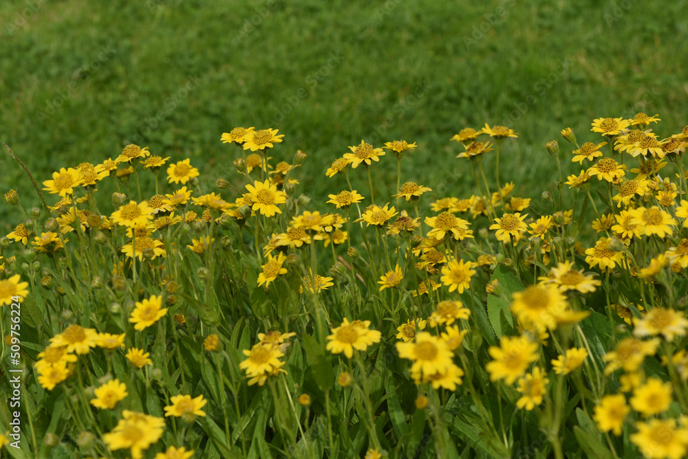 Obraz premium Arnica chamissonis