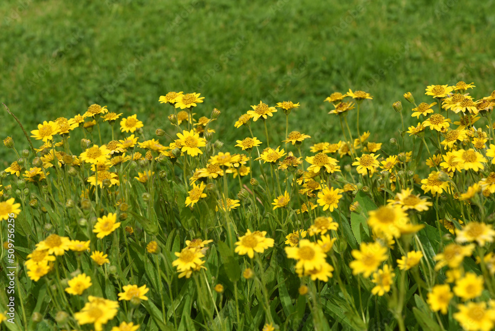 Arnica chamissonis Arnica chamissonis