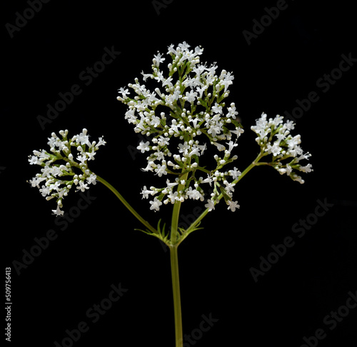 Valerian  Valeriana officinalis