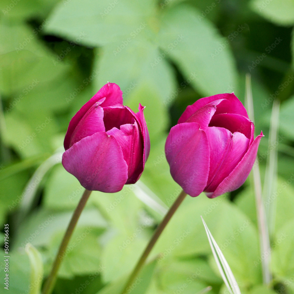two bright pink tulips on a green background. poster . calendar . pink flowers
