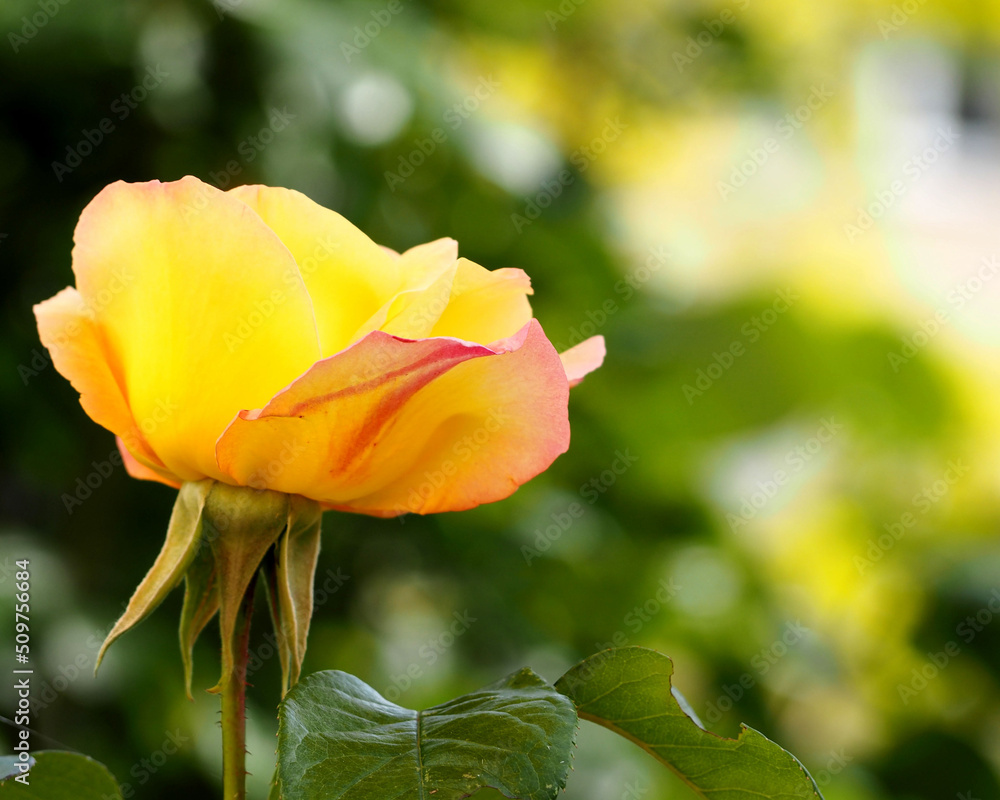 a large bud of a yellow and red rose on a blurry green background. side view. nature park a large bud of a yellow and red rose on a blurry green background. side view. nature park