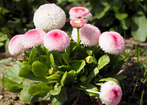 Wallpaper Mural a bush of white and pink daisy flowers grows in the garden. summer. Torontodigital.ca