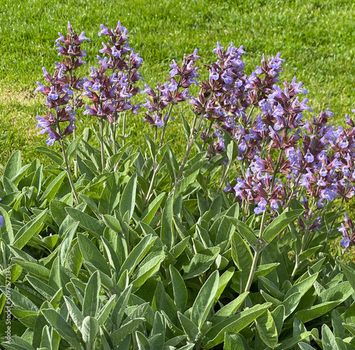 Sage, Salvia officinalis