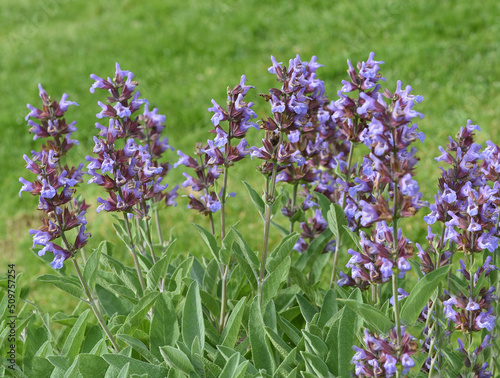 Sage, Salvia officinalis photo