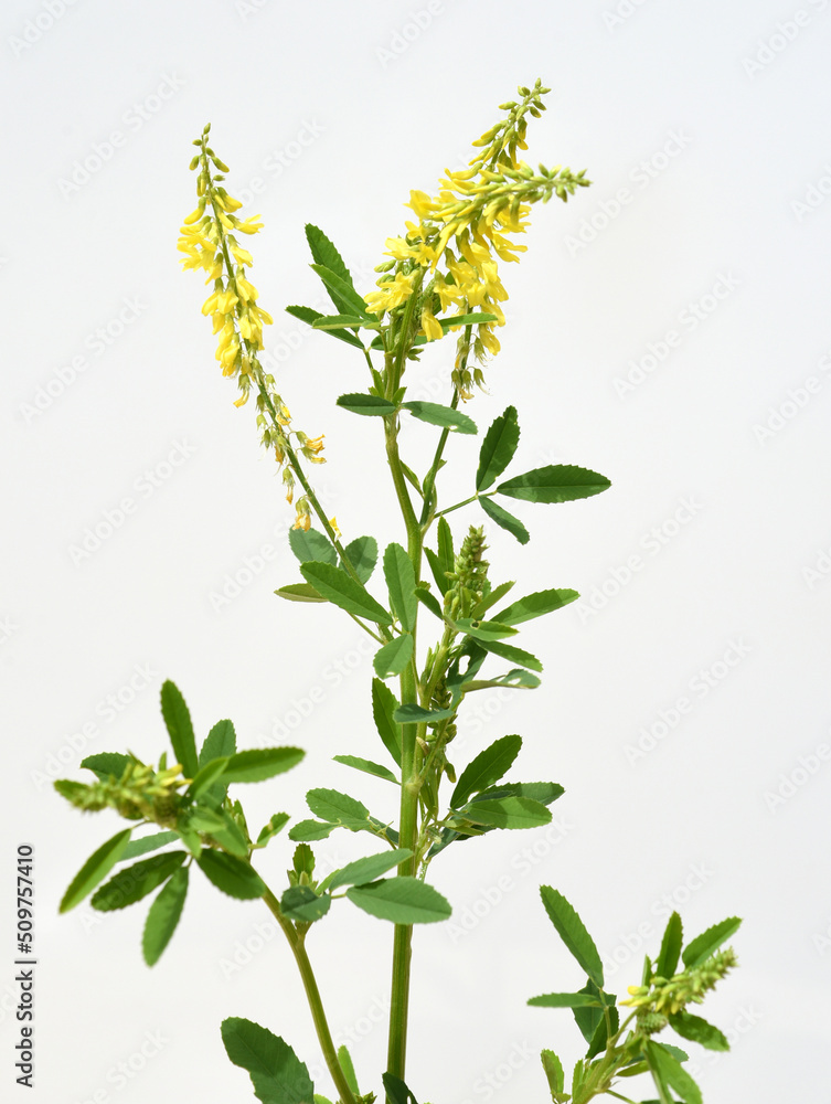 Sweet clover, Melilotus officinalis Sweet clover, Melilotus officinalis