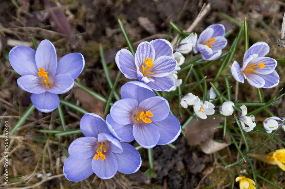 Closeup of little blue flowers on ground Closeup of little blue flowers on ground