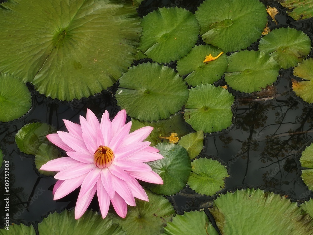 white pink flower Water lily Plantae, Sacred Lotus, Bean of India, Nelumbo, NELUMBONACEAE name flower in pond Large flowers oval buds Pink tapered end center of the petals are bloated green large leav white pink flower Water lily Plantae, Sacred Lotus, Bean of India, Nelumbo, NELUMBONACEAE name flower in pond Large flowers oval buds Pink tapered end center of the petals are bloated green large leav