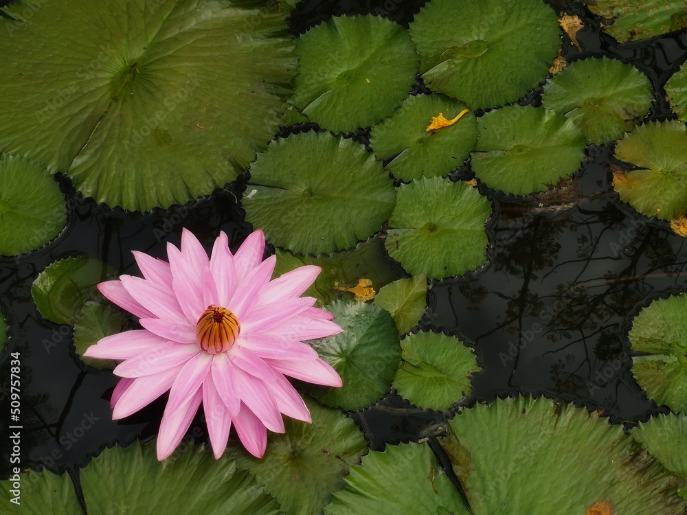 white pink flower Water lily Plantae, Sacred Lotus, Bean of India, Nelumbo, NELUMBONACEAE name flower in pond Large flowers oval buds Pink tapered end center of the petals are bloated green large leav white pink flower Water lily Plantae, Sacred Lotus, Bean of India, Nelumbo, NELUMBONACEAE name flower in pond Large flowers oval buds Pink tapered end center of the petals are bloated green large leav