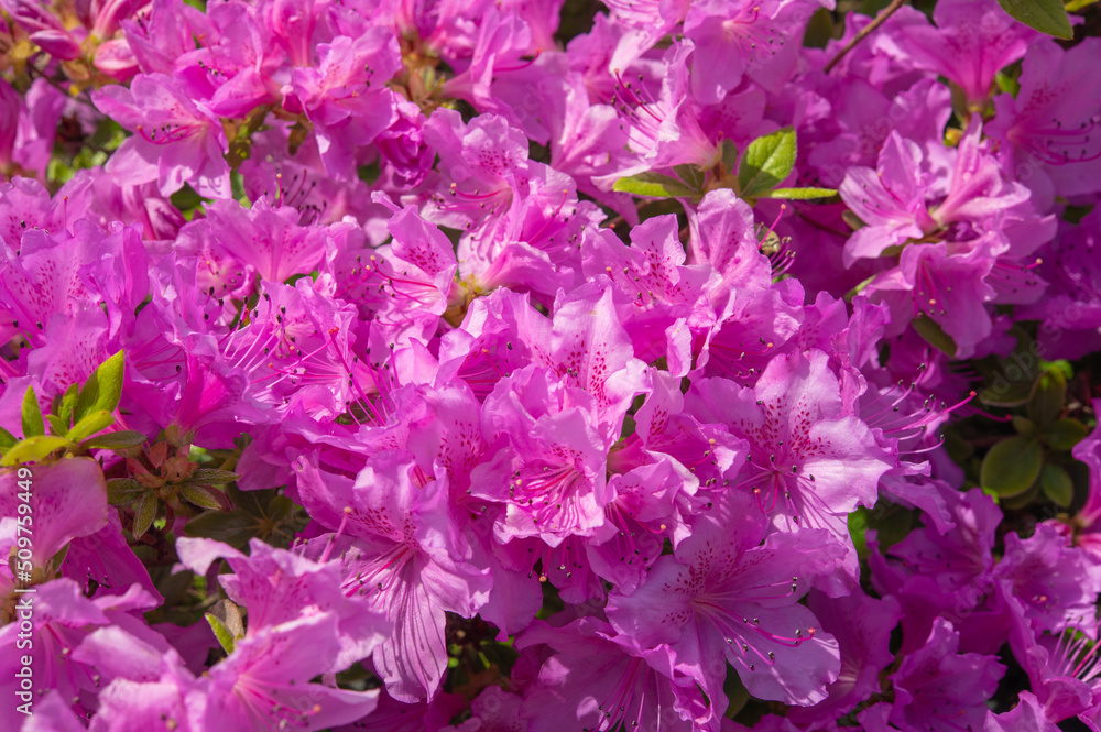 Thickets of shrub flowers of Rhododendron Kenigstein