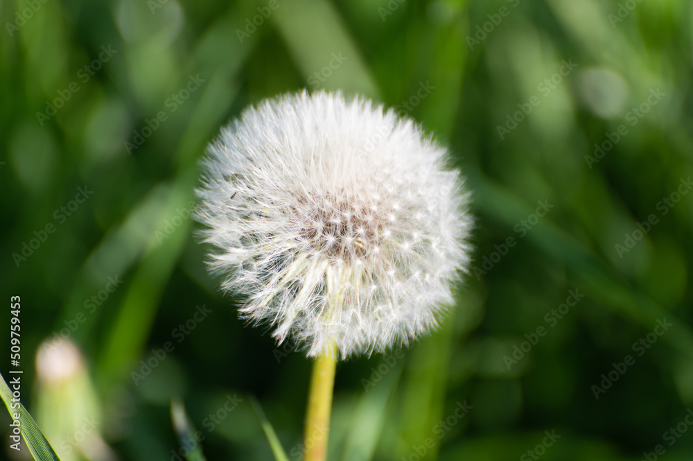 Fluffy white dandelion flower on a thick stem Fluffy white dandelion flower on a thick stem