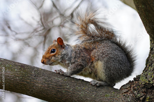 Fototapeta Furry Eastern gray squirrel 