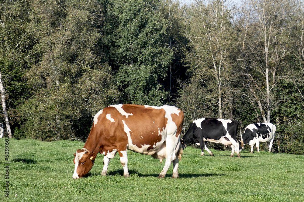 vache pré lait