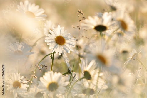 Daisies on a spring meadow at sunset