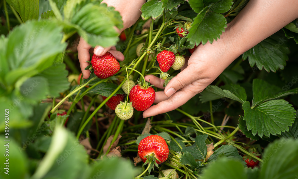 harvesting on a strawberry garden. Women's hands with strawberries