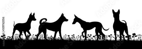dogs playing on grass silhouette on white background, isolated, vector