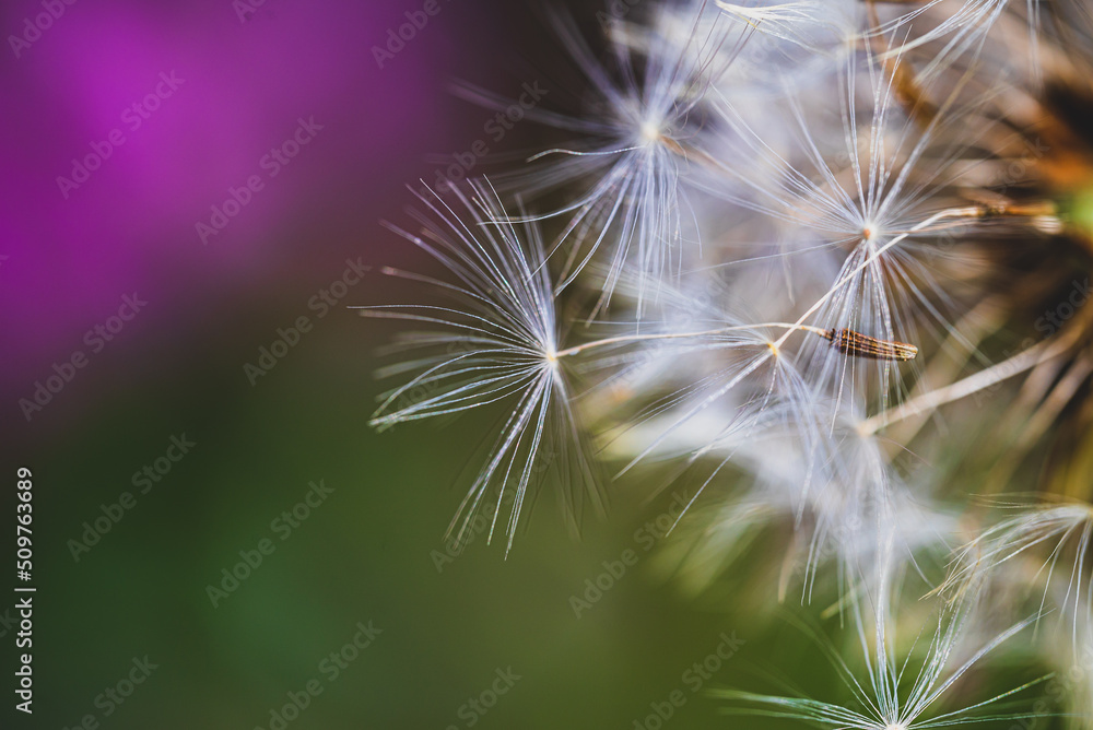 Fototapeta premium Celle, 09.06.2022