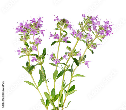 Wild thyme flowers, isolated on white background. Blooming sprigs of thymus serpyllum.