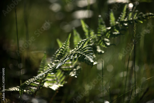 GREEN FOREST - Fern in the undergrowth in a sunny clearing