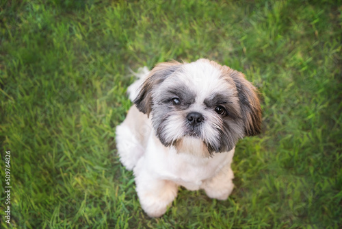 Cute little dog sitting in the park on a lush green lawn, top view. Fluffy shih tzu looking at the camera resting on the grass. Copy space, background.