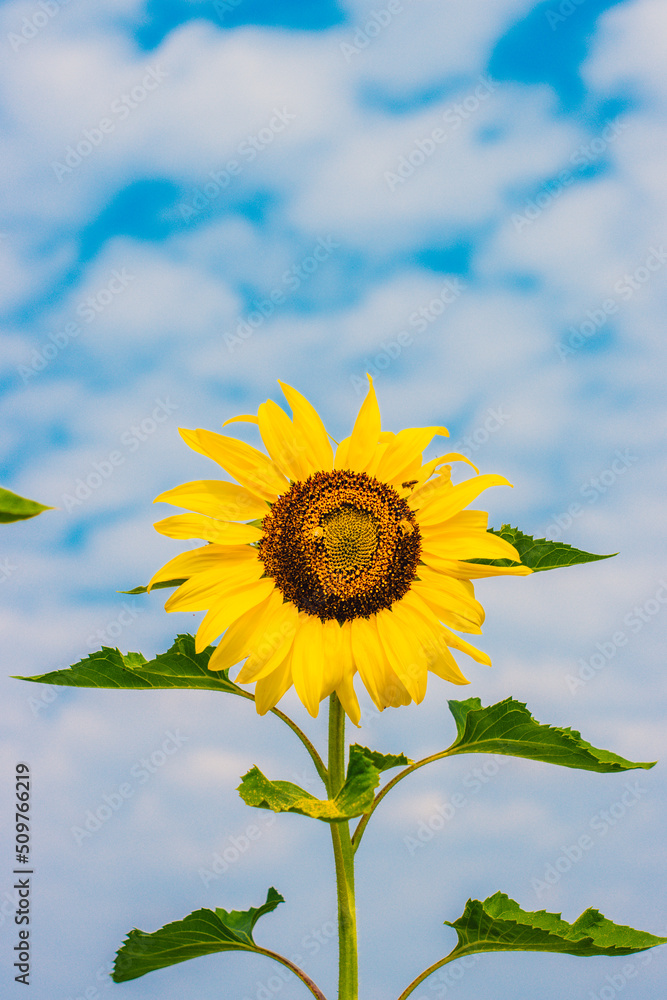 Sunflowers blooming in a beautiful sunflower field in the midst of the valley. Sunflowers blooming in a beautiful sunflower field in the midst of the valley.
