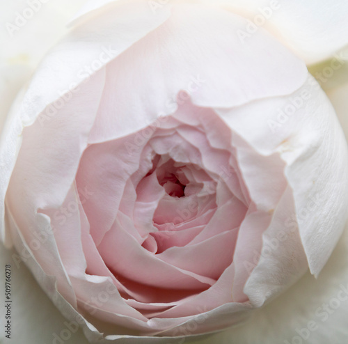 薄ピンクのバラのアップ