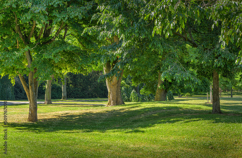 under the trees under the trees