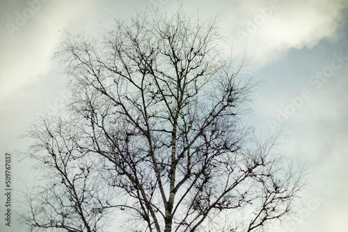 Tree without leaves against sky. Bare branches of plant.