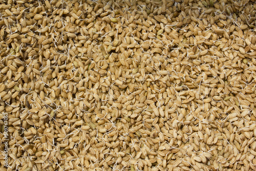 A pile of rice seeds starting to sprout.
