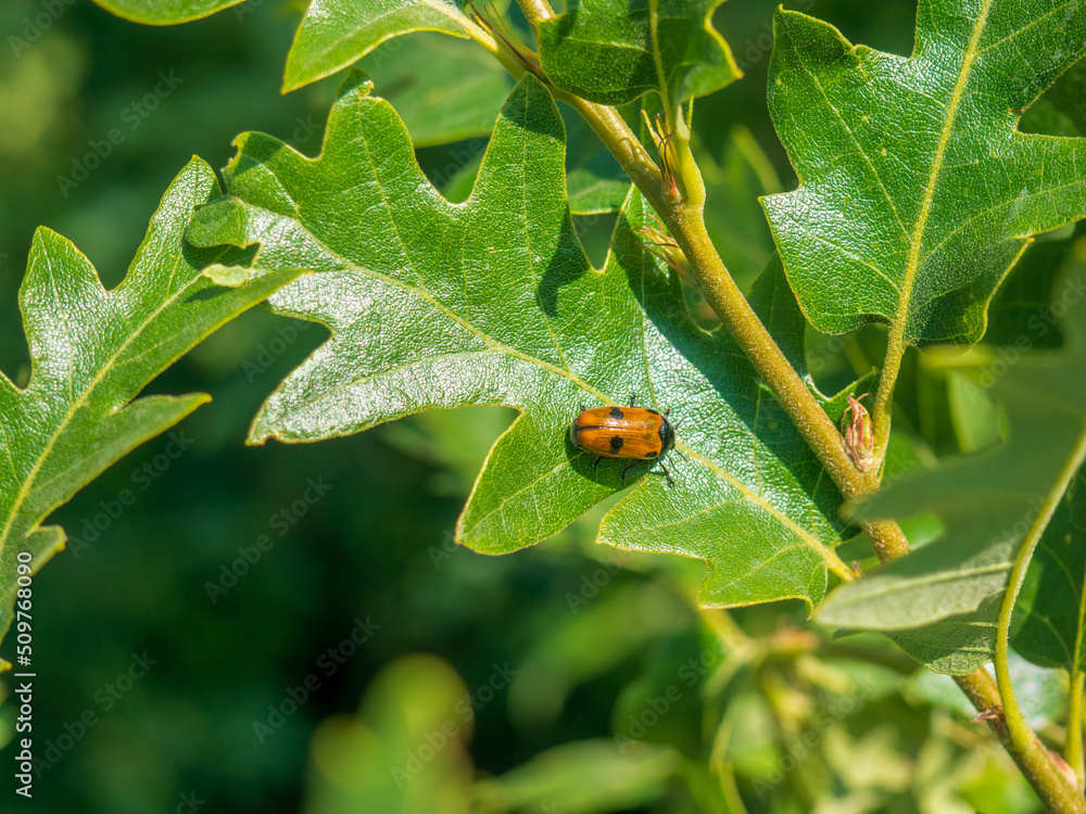 Fototapeta premium ladybug on green leaf