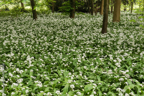 Fototapeta Naklejka Na Ścianę i Meble -  Landscape view of allium ursinum, broad-leaved garlic, in the Brussels woods on a spring day