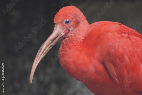 scarlet ibis is closed up