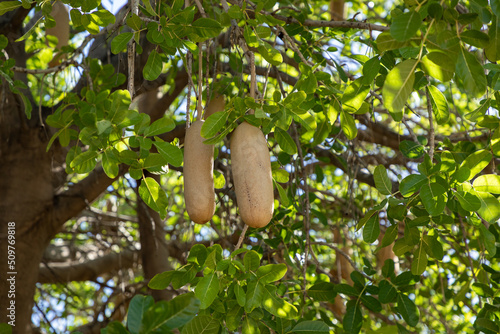 Selective focus on two seed pods hanging in what is called a sausage tree.  Scientific name is Kigelia africana