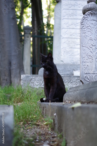 Chat noir au milieu des pierres tombales