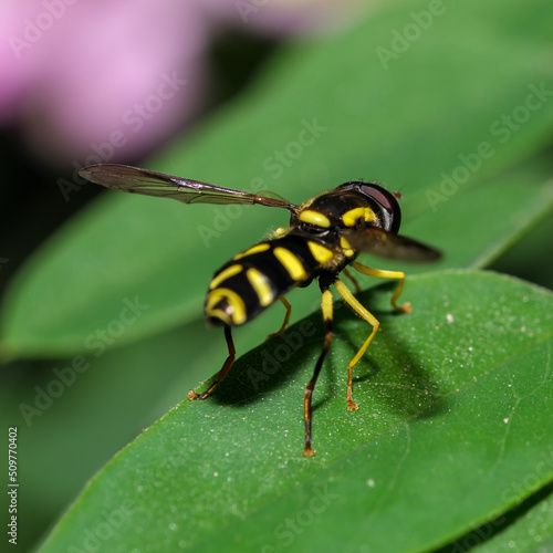 Insect fly hoverfly © aviavlad