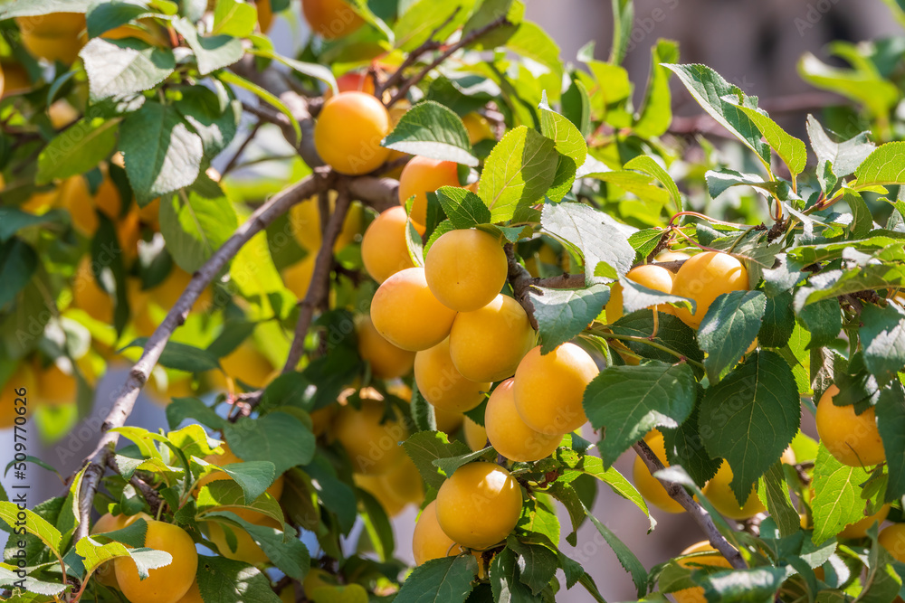 Many apricot fruits on a tree in the garden on a bright summer day. Organic fruits. Healthy food. Ripe apricots.