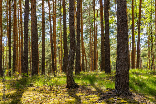 Fototapeta Naklejka Na Ścianę i Meble -  Spring wood landscape with fresh undergrowth within wetlands in mixed thicket of Kampinos Forest in Palmiry near Warsaw in Mazovia region of central Poland