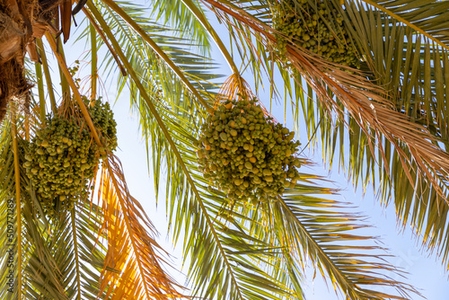 Ripening date fruits hanging in clusters on the Date palm. 