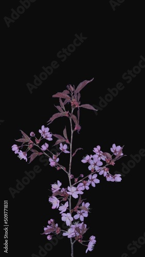 Time lapse of opening pink sakura blossoms isolated on black background, vertical orientation