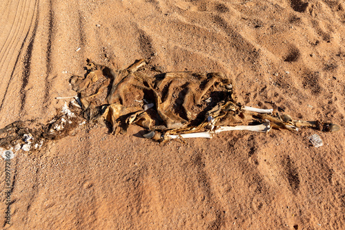 Skeleton and skin with fur remains of a dead antelope. the remains is in dry sand. 