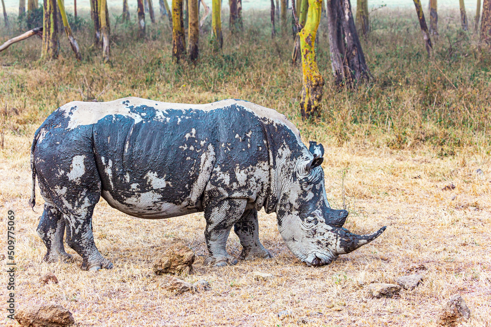 The huge rhinoceros The huge rhinoceros