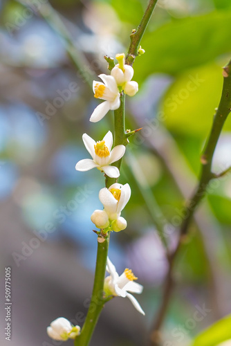 Lots lime flowers, lemon blossom on tree among green leaves, on bright sunlight, on blurred background.