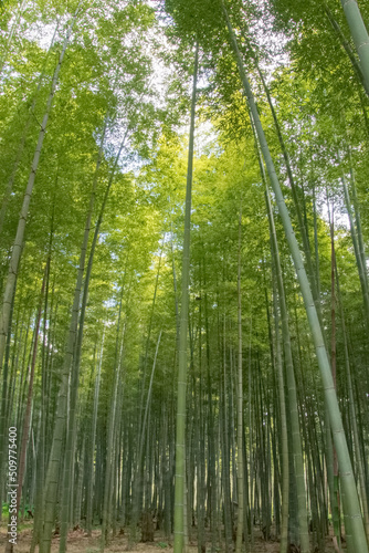 Fototapeta Naklejka Na Ścianę i Meble -  Green bamboo forest