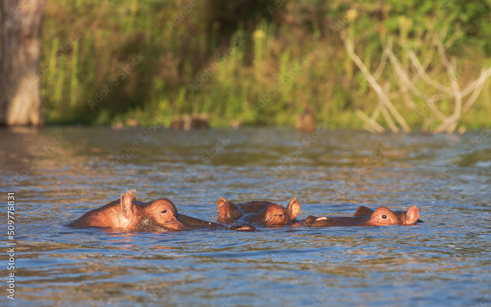 Fototapeta premium Three hippos in the water. Lake Naivasha. Kenya