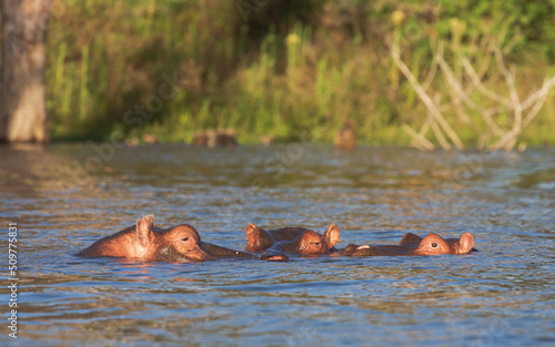 Three hippos in the water. Lake Naivasha. Kenya