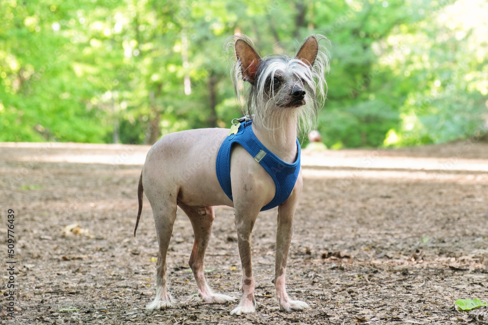 Chinese Crested dog in a chest harness sits on a path in the forest. White pedigreed dog with long hair on paws, muzzle and ears. Walk of the owner and dog in the park.