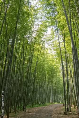 Green bamboo forest