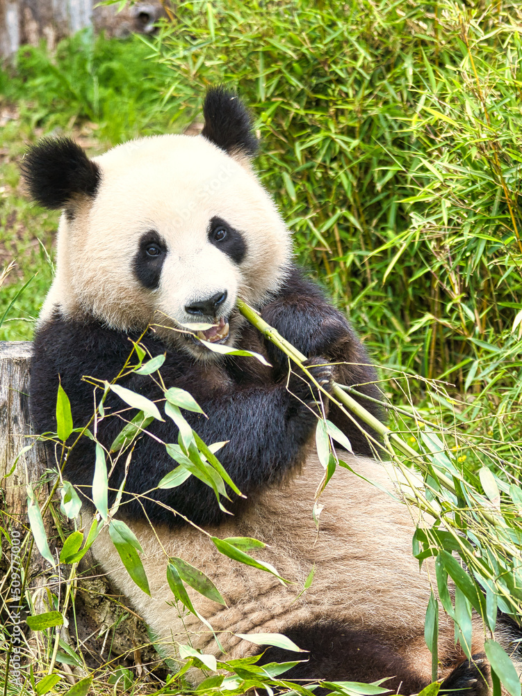 Obraz premium big panda sitting eating bamboo. Endangered species. Black and white mammal