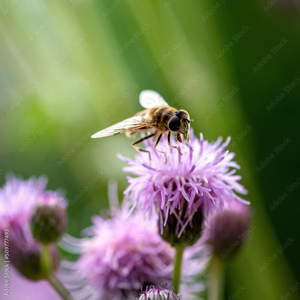 Biene auf lila Blüte trinkt Nektar Biene auf lila Blüte trinkt Nektar